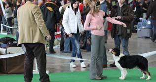 World's largest dog show held in Denmark